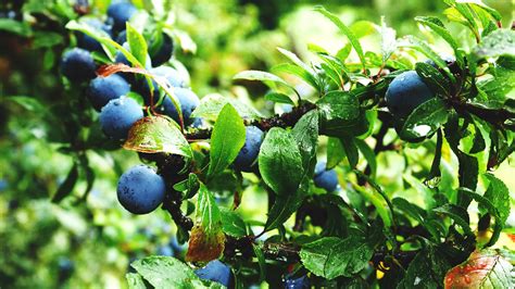 Best Berry Plants for Edible Landscaping