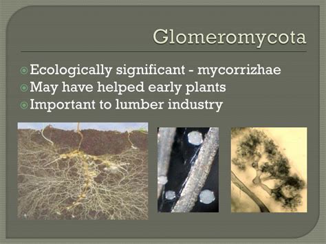 PPT - Fungi PowerPoint Presentation - ID:1820032