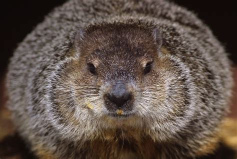 Groundhog Day is an astronomy holiday | Astronomy Essentials | EarthSky