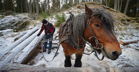 Horse loggers forgo heavy machinery to protect nature