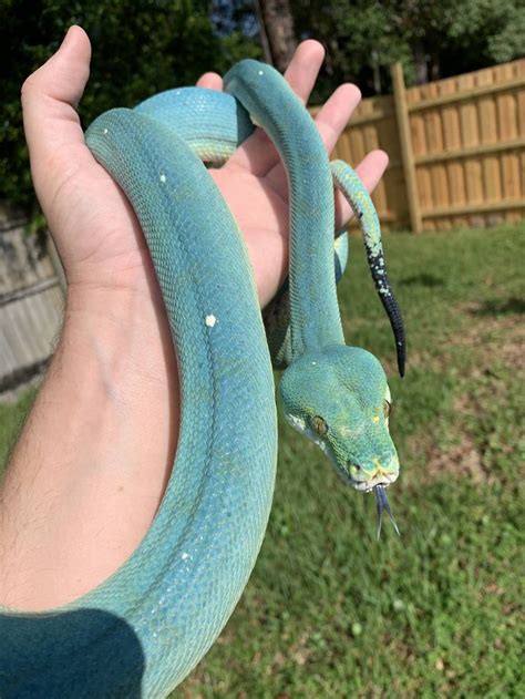 My (blue) Green Tree Python just shed and very vibran! #reptiles | Süße ...