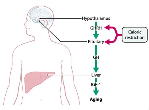 Physiologic control of growth hormone (GH) and insulin-like growth ...