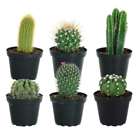 Costa Farms 4-in 6-Pack Cactus in Plastic Pot (Cm04) at Lowes.com