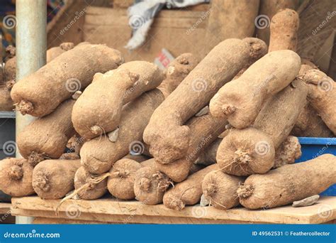 Eddoe or taro stock image. Image of colocasia, eddoe - 49562531