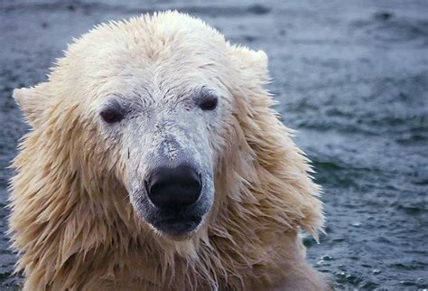 Polar Bears Have Clear Hair, So Why Do They Look White? - Earth Rangers