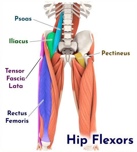 Hip Flexor Muscles Diagram / Why Low Bar Squats Hurt Your Hip Flexors ...