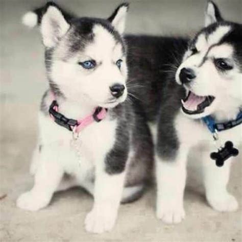 Teacup Husky Puppies