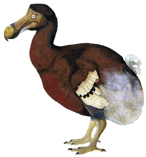 How to bring back the Dodo?. The Dodo is a large bird that lived on ...