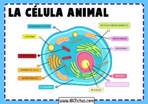 celula animal partes y funciones pdf La célula animal y sus partes