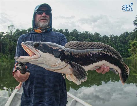 Video: TOMAN (GIANT SNAKEHEAD) Fishing in Malaysia with Warren and Mark ...