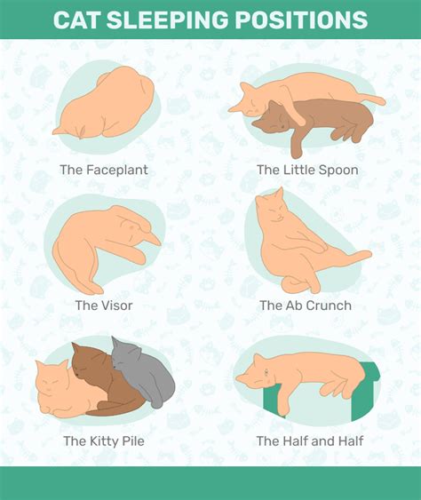 13 Cat Sleeping Positions Explained (With Pictures) - Catster