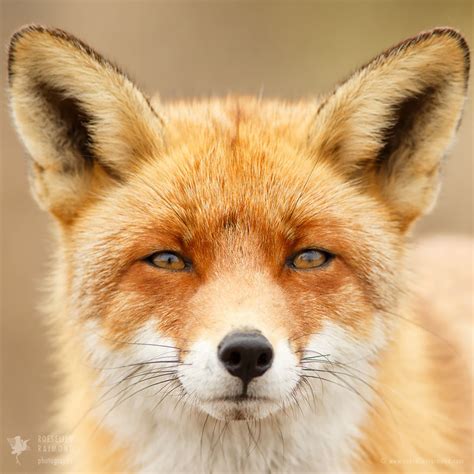 Faces of Foxes: Photographer Proves That Every Fox Has Different ...