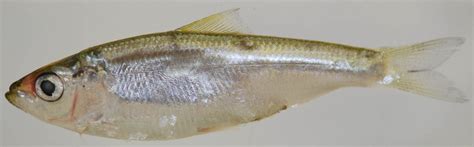 Maryland Biodiversity Project - Blueback Herring (Alosa aestivalis)