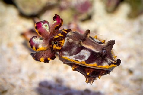 Flamboyant cuttlefish | Animals | Monterey Bay Aquarium