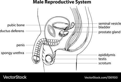 Anatomy Of Male Reproductive Organs : Scientific Medical Illustration ...