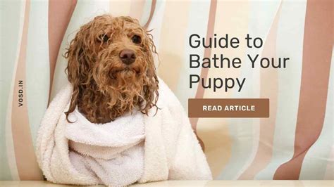 The Ultimate Guide to Bathing Your Puppy: Tips and Tricks | by Voice of ...