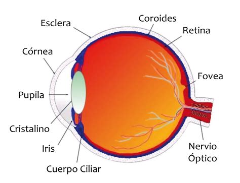 Partes De Un Ojo