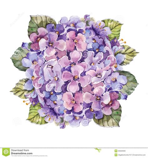 watercolor hydrangea clipart 20 free Cliparts | Download images on ...