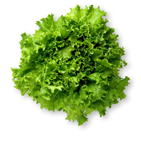 Green Leaf Lettuce Nutrition Facts & Information | LettuceInfo.org