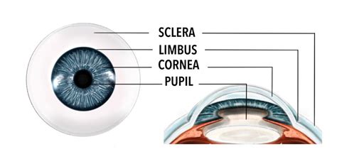 Sclera and conjunctiva - Gene Vision