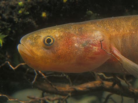 Innovative electric barrier protects mudfish habitat | Conservation blog