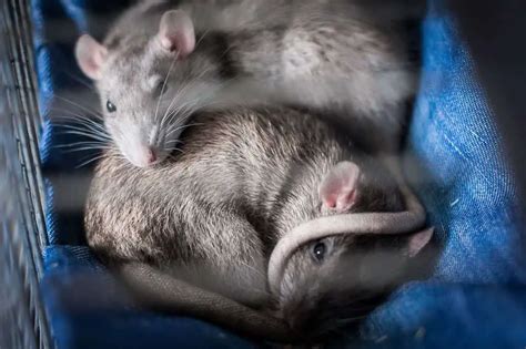 Do Pet Rats Smell? - The Rat Place