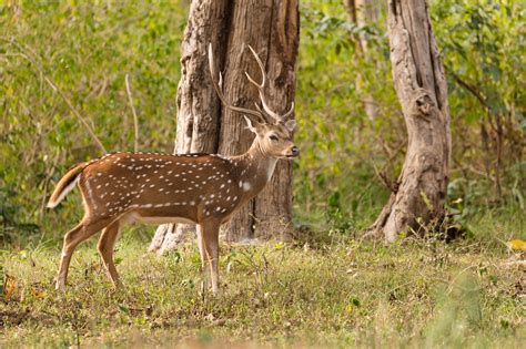 Chital – The Indian Spotted Deer