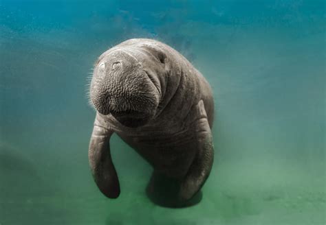 Mote and FIU Are Trying to Help Manatees Exposed to Toxic Red Tide ...