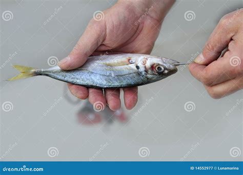 Goggle Eye Mackerel Live Bait Fish Hook Tackle Stock Image - Image of ...