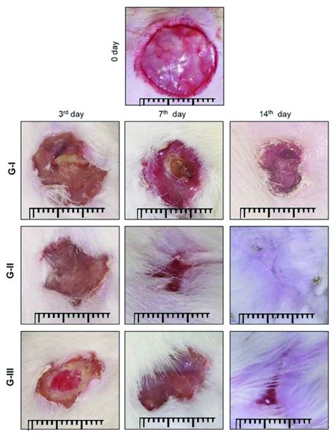 Photograph showing wound healing in GI, GII, and GIII at 3rd, 7th, and ...