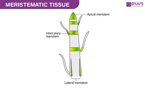 Meristematic Tissue - Characteristics and Types of Meristematic Tissue