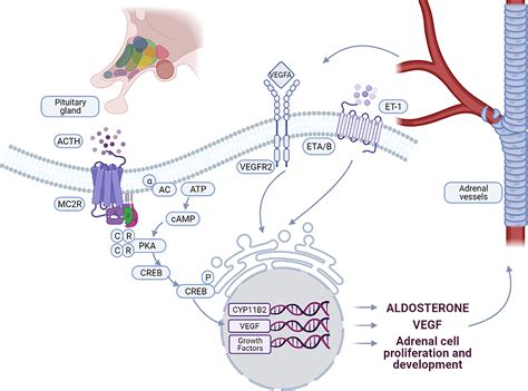 Frontiers | Vascular and hormonal interactions in the adrenal gland