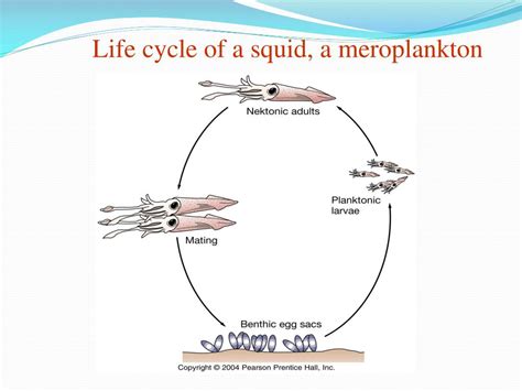 Life Cycle Of A Squid - BEST GAMES WALKTHROUGH