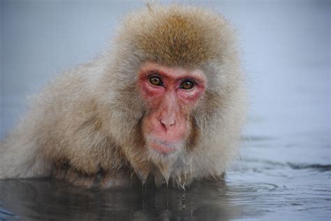 snow monkeys in Nagano, Japan