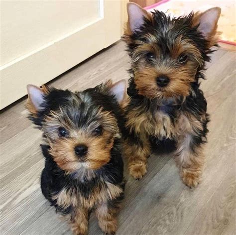 Yorkshire Terrier Puppies For Sale | California 99, CA #343241