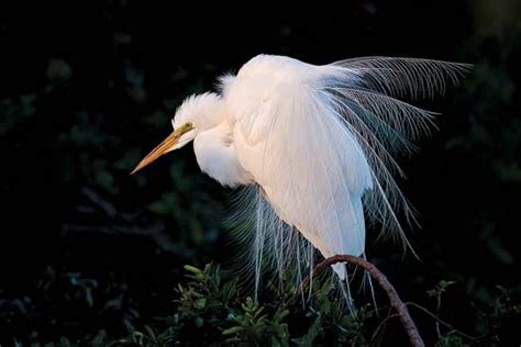 Egret | bird | Britannica.com