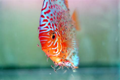 Step by Step guide to breeding discus fish - King of Aquarium ...