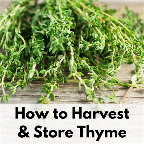 How to Harvest Thyme: tips for picking thyme & preserving your harvest ...