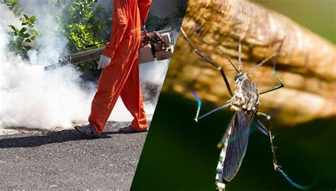 Mosquito Control - Effective Mosquito Removal‎ | 24H Pest Pros