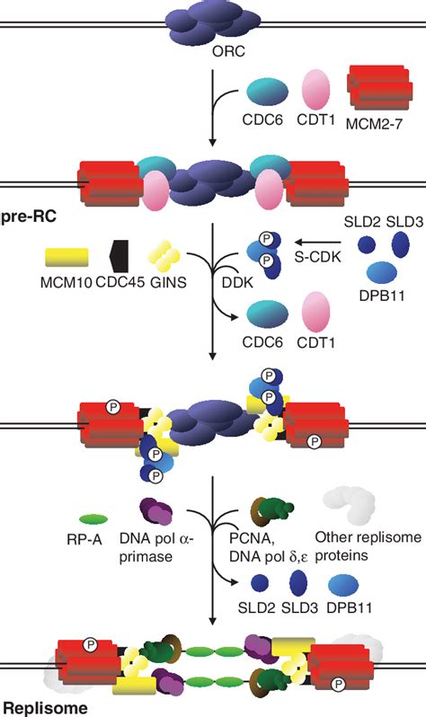 Initiation of eukaryotic DNA replication. See text for details ...