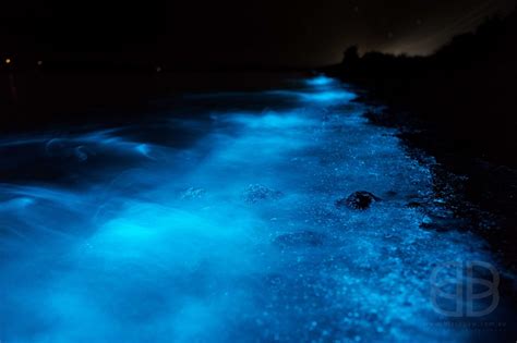 Stars of the sea: bioluminescent phytoplankton is a photographers dream ...