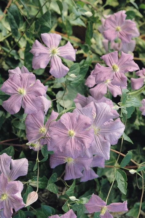 PERLE D’ AZURE – Donahue's Greenhouse Clematis Vine, Lavender Blue ...