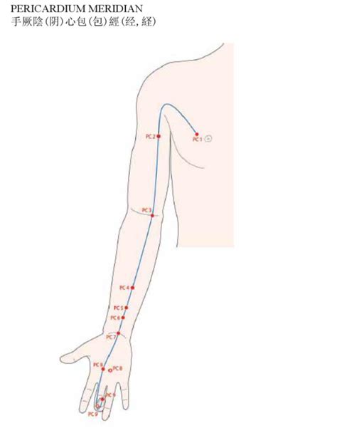 Acupuncture Pericardium Meridian - Good Shepherd