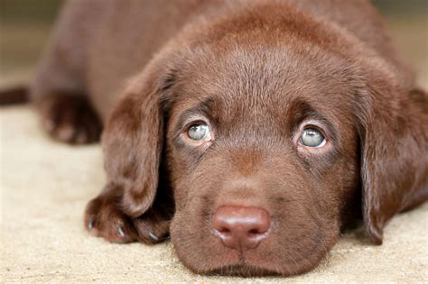 Interesting Facts About Chocolate Lab You Probably Didn't Know - DogAppy