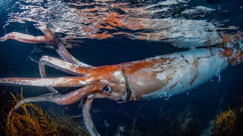 Diver captures stunning photos of rare 8-foot giant squid - TrendRadars