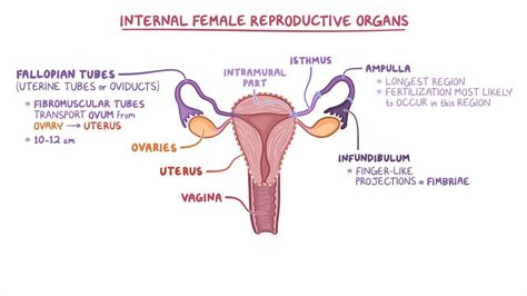 Fallopian Tube Diagram Egg