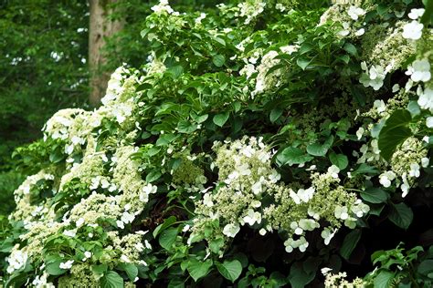 How to Grow a Climbing Hydrangea