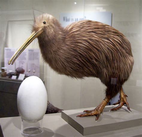 Kiwi and Egg | (from the display card) The Tokoeka, Apteryx … | Flickr