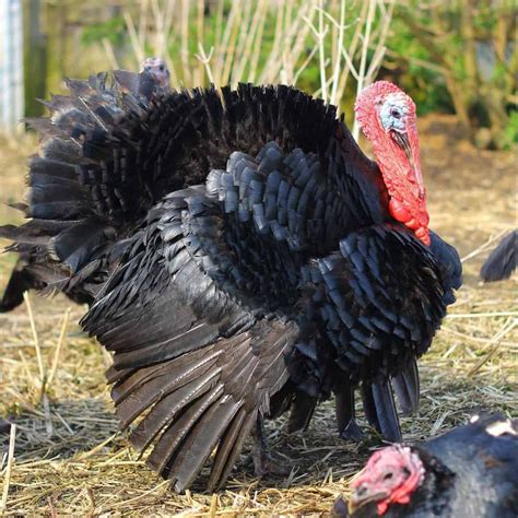 Peele's Norfolk Black Turkeys | Visit East of England