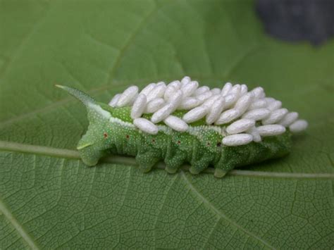 What Does Hornworm Poop Look Like? - My Heart Lives Here